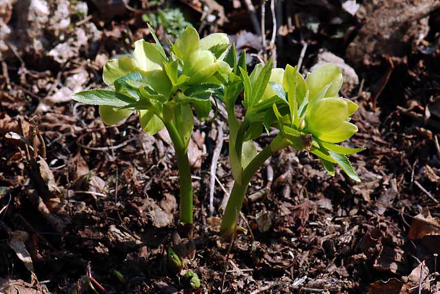 Helleborus viridis  / Elleboro verde